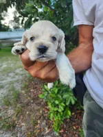Hackett Ready 07/22, a male Cocker Spaniel for sale in Brooksville, FL – 6 of 8