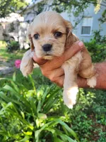 Gina, a male Cocker Spaniel for sale in Brooksville, FL – 4 of 8