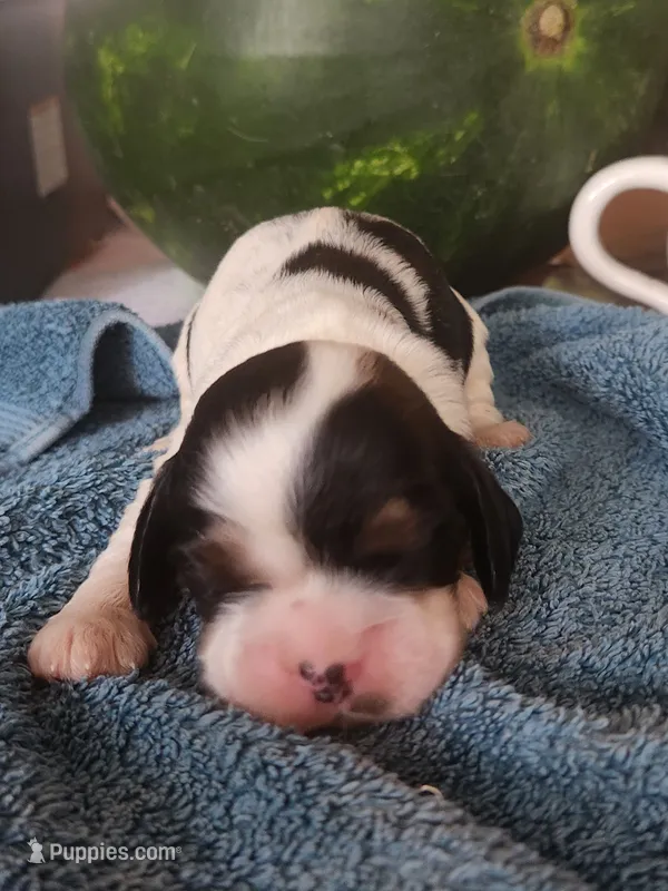 Lola – Cocker Spaniel puppy for sale in Brooksville, FL