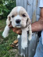 Gavin Sold, a male Cocker Spaniel for sale in Brooksville, FL – 7 of 7