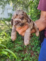 Nancy  On Hold, a female Cocker Spaniel for sale in Brooksville, FL – 4 of 5