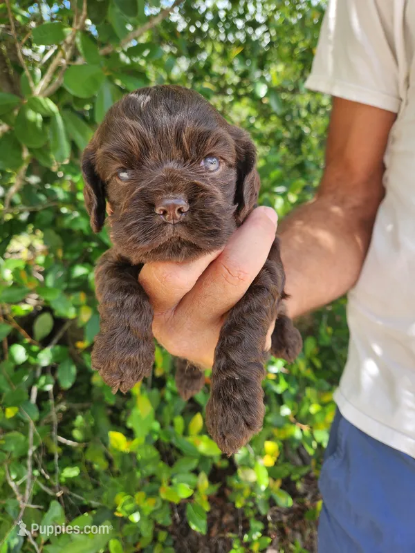 Neal – Cocker Spaniel puppy for sale in Brooksville, FL