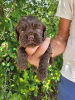 Neal Ready 07/02, a male Cocker Spaniel for sale in Brooksville, FL – 1 of 8