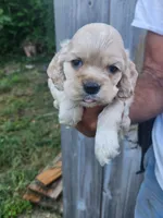 Garrett , a male Cocker Spaniel for sale in Brooksville, FL – 3 of 8