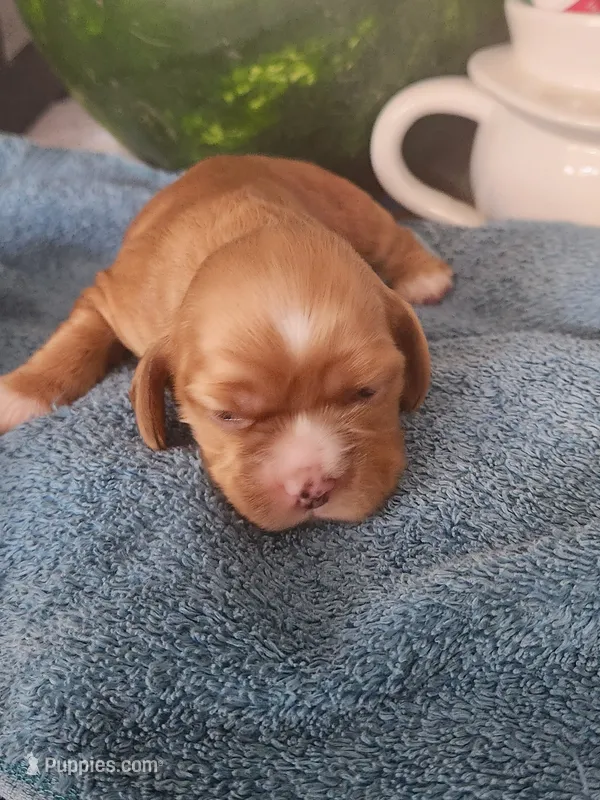 Leah – Cocker Spaniel puppy for sale in Brooksville, FL