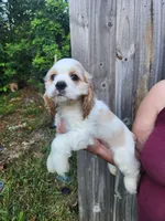 London Ready Now , a male Cocker Spaniel for sale in Brooksville, FL – 4 of 9