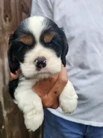 Lincoln , a male Cocker Spaniel for sale in Brooksville, FL – 6 of 10