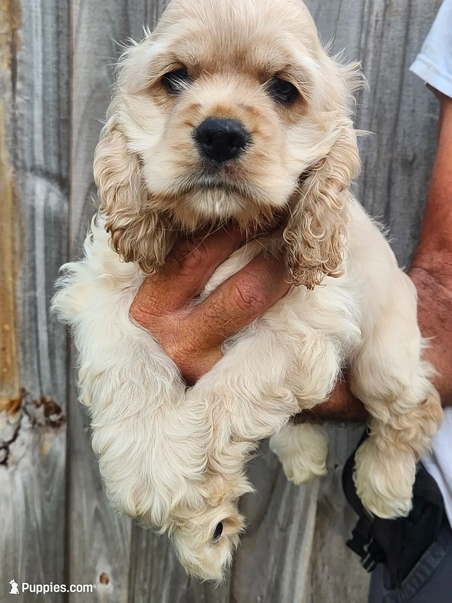 Garrett  Reduced , a male Cocker Spaniel for sale in Brooksville, FL – 4 of 8