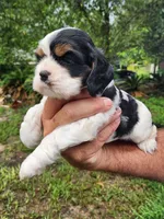 Lola AKC, a male Cocker Spaniel for sale in Brooksville, FL – 7 of 8