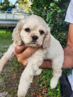 Hannah , a female Cocker Spaniel for sale in Brooksville, FL – 8 of 10