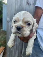 Jessa On Hold, a female Cocker Spaniel for sale in Brooksville, FL – 8 of 9