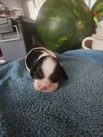 Logan AKC, a male Cocker Spaniel for sale in Brooksville, FL – 3 of 5