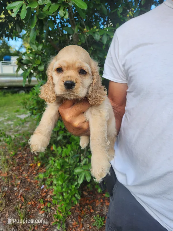 Gina Ready Now – Cocker Spaniel puppy for sale in Brooksville, FL