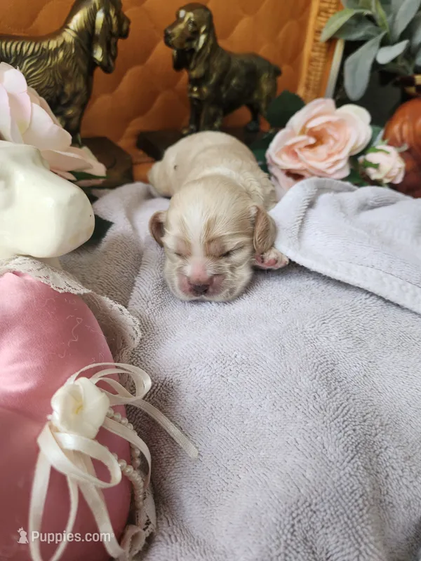 Jack – Cocker Spaniel puppy for sale in Brooksville, FL