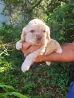 Nathan Ready 07/02, a male Cocker Spaniel for sale in Brooksville, FL – 2 of 8