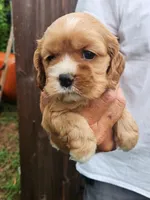 Leah AKC, a male Cocker Spaniel for sale in Brooksville, FL – 3 of 8