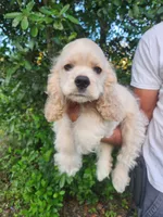 Hannah Ready Now , a female Cocker Spaniel for sale in Brooksville, FL – 3 of 10