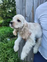 Holden Reduced , a male Cocker Spaniel for sale in Brooksville, FL – 4 of 10