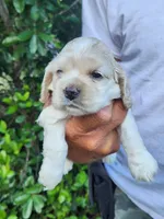 Henry Ready 07/22, a male Cocker Spaniel for sale in Brooksville, FL – 1 of 6