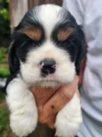 Lincoln , a male Cocker Spaniel for sale in Brooksville, FL – 10 of 10