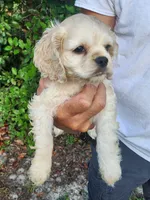 Hannah , a female Cocker Spaniel for sale in Brooksville, FL – 5 of 10