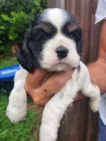 Levi , a male Cocker Spaniel for sale in Brooksville, FL – 5 of 10