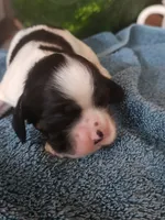 Lincoln AKC, a male Cocker Spaniel for sale in Brooksville, FL – 5 of 6
