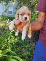 Ginger Sold, a male Cocker Spaniel for sale in Brooksville, FL – 2 of 7