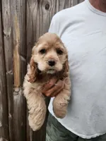 Kent Sold, a male Cocker Spaniel for sale in Brooksville, FL – 9 of 10