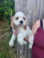 London Ready Now , a male Cocker Spaniel for sale in Brooksville, FL – 5 of 9