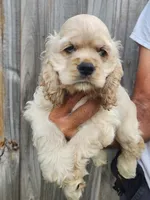 Garrett  Reduced , a male Cocker Spaniel for sale in Brooksville, FL – 7 of 8