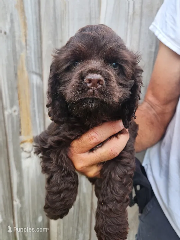 Neal Ready Now – Cocker Spaniel puppy for sale in Brooksville, FL