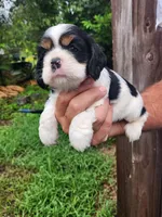 Lincoln , a male Cocker Spaniel for sale in Brooksville, FL – 5 of 10