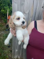 London Ready Now , a male Cocker Spaniel for sale in Brooksville, FL – 9 of 9