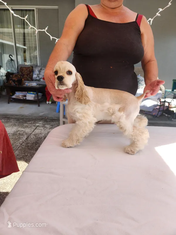 Brinlee  – Cocker Spaniel puppy for sale in Brooksville, FL