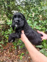 Henson Ready Now , a male Cocker Spaniel for sale in Brooksville, FL – Photo 1 of 6