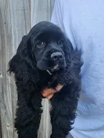 Henson Ready Now , a male Cocker Spaniel for sale in Brooksville, FL – Photo 2 of 4