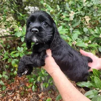 Henson Ready Now , a male Cocker Spaniel for sale in Brooksville, FL – Photo 2 of 6