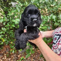 Henson Ready Now , a male Cocker Spaniel for sale in Brooksville, FL – Photo 3 of 6