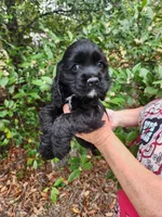Henson Ready Now , a male Cocker Spaniel for sale in Brooksville, FL – Photo 3 of 6