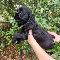 Henson Ready Now , a male Cocker Spaniel for sale in Brooksville, FL – Photo 6 of 6
