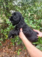 Henson Ready Now , a male Cocker Spaniel for sale in Brooksville, FL – Photo 6 of 6
