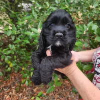 Henson Ready Now , a male Cocker Spaniel for sale in Brooksville, FL – Photo 5 of 6