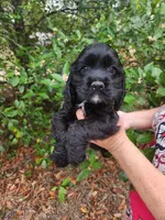 Henson Ready Now , a male Cocker Spaniel for sale in Brooksville, FL – Photo 5 of 6