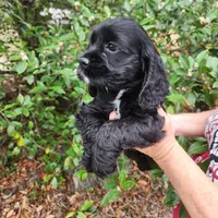 Henson Ready Now , a male Cocker Spaniel for sale in Brooksville, FL – Photo 4 of 6
