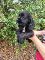 Henson Ready Now , a male Cocker Spaniel for sale in Brooksville, FL – Photo 4 of 6