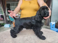 Henson Ready Now , a male Cocker Spaniel for sale in Brooksville, FL – Photo 4 of 4