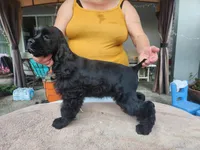 Henson Ready Now , a male Cocker Spaniel for sale in Brooksville, FL – Photo 1 of 4