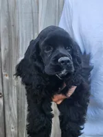 Henson Ready Now , a male Cocker Spaniel for sale in Brooksville, FL – Photo 3 of 4