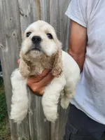 Jack Reduced , a male Cocker Spaniel for sale in Brooksville, FL – 6 of 8